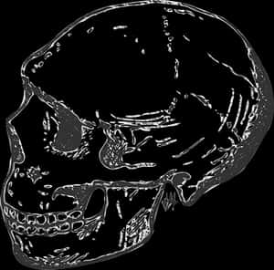 Human Skull Side View Graphic PNG image with transparent background