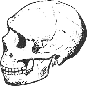 Human Skull Side View Graphic PNG Image