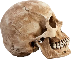 Human Skull Side View.png PNG Image