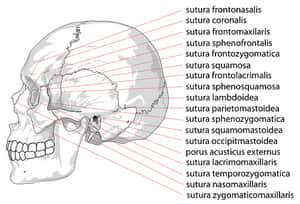 Human Skull Sutures Identification PNG image with transparent background