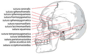 Human Skull Sutures Identification PNG image with transparent background