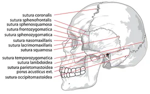 Human Skull Sutures Identification PNG Image