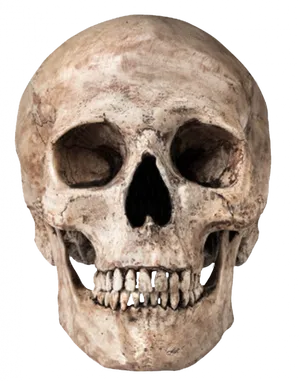 Human Skull Transparent Background.png PNG Image