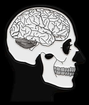Human Skulland Brain Illustration PNG image with transparent background