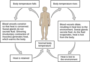 Human Thermoregulation Process PNG Image