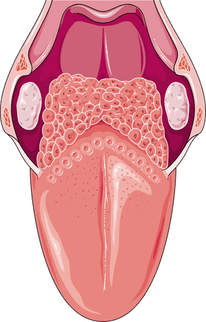 Download The Image - Tongue Anatomy Png, Transparent Png PNG image with transparent background