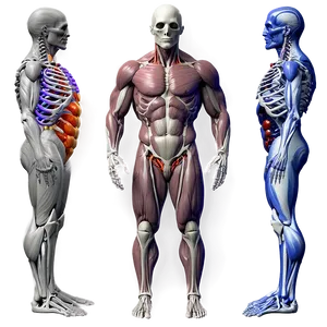 Human Torso Anatomy Png Htl42 PNG Image