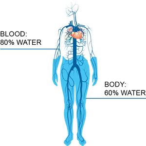 Human Water Content Infographic PNG Image