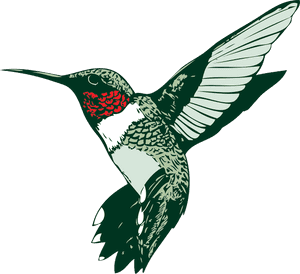 Humming Bird Clip Art, HD Png Download PNG image with transparent background