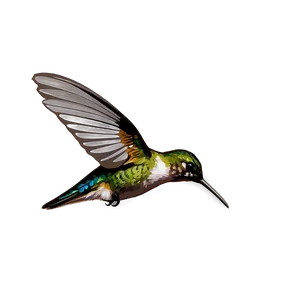 Hummingbird Hovering Png Mub PNG Image