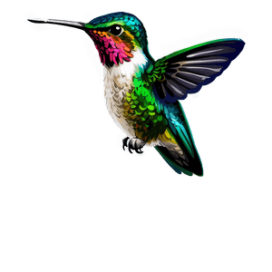 Hummingbird Illustration PNG 76 PNG image with transparent background