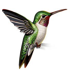Hummingbird Illustration PNG srf15 PNG image with transparent background