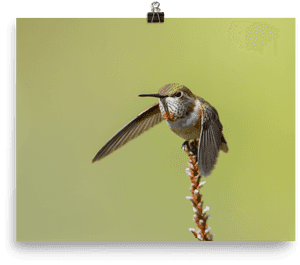 Hummingbird Perchedon Flower Stalk PNG image with transparent background