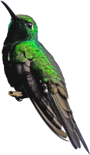 Hummingbird Png Background - Piciformes, Transparent Png PNG image with transparent background