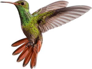 Hummingbird Png - Colour Bird Fly Png, Transparent Png PNG image with transparent background