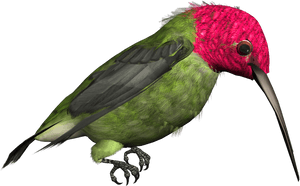 Hummingbird Png Free Download, Transparent Png PNG image with transparent background