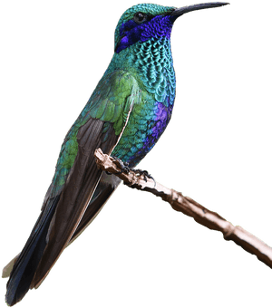 Hummingbird Png Free Images - Real Hummingbird Png, Transparent Png PNG image with transparent background