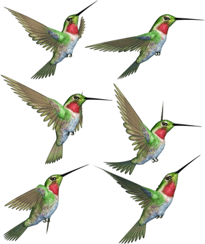 Hummingbird Png Transparent Image - Hummingbird, Png Download PNG image with transparent background