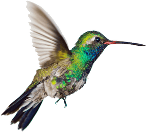 Hummingbird Side - Hummingbird Transparent Background, HD Png Download PNG image with transparent background