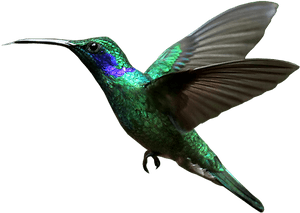 Hummingbird Transparent Background - Hummingbird Png, Png Download PNG image with transparent background