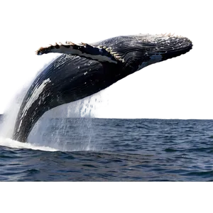 Humpback Whale Surface Breaching Png Xpu61 PNG Image