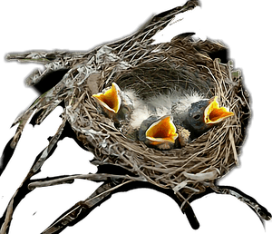 #birds #nest - Transparent Birds In Nest, HD Png Download PNG