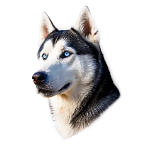 Husky Dog Head Png Noo12 PNG Image