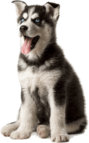 #huskypuppy #cute #puppy #dog #gray #white #black #pet, HD Png Download PNG image with transparent background