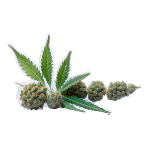 Hybrid Weed Strain PNG 05032024 PNG image with transparent background