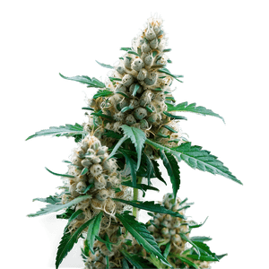 Hybrid Weed Strain PNG niv17 PNG image with transparent background