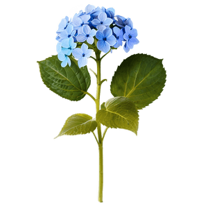 Hydrangea Flower PNG aag53 PNG image with transparent background