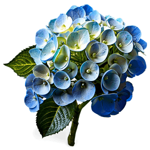 Hydrangea Flower PNG jxp PNG image with transparent background