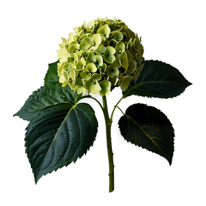 Hydrangea Flower PNG xsp PNG image with transparent background