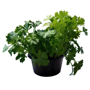 Hydroponic Cilantro Png 06212024 PNG Image