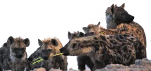 Hyena Family Gathering.png PNG Image