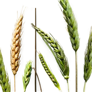 Idaho Agriculture Wheat Fields Png Qij PNG Image