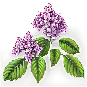 Idaho State Flower Syringa Png Mlp PNG Image