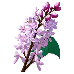 Idaho State Flower Syringa Png Psv12 PNG Image