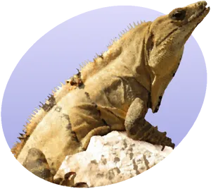 Iguanaon Rock Profile PNG Image