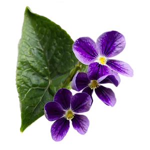 Illinois State Flower - Violet Png Xse32 PNG Image