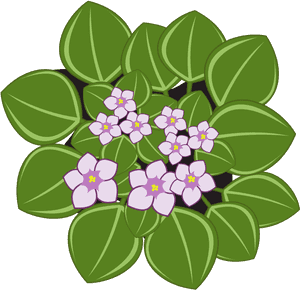 African Violet Flower Clipart Png, Transparent Png PNG with transparent background