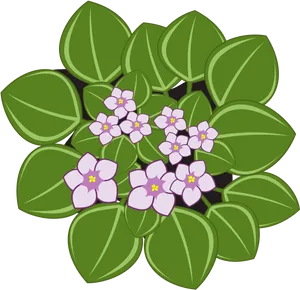 Illustrated African Violets PNG Image