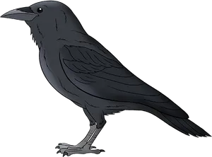 Illustrated Black Bird Standing PNG Image