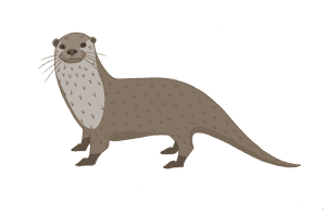 Ferret, HD Png Download PNG image with transparent background