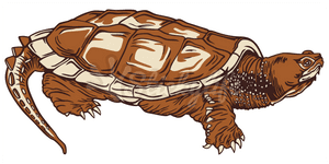 Illustrated Brown Turtle PNG image with transparent background