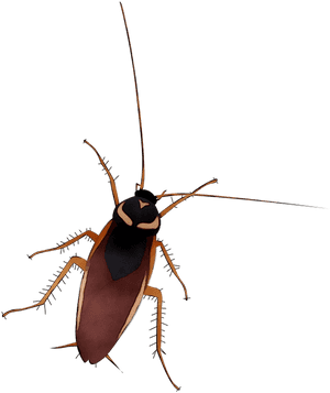 Silueta Cucaracha Png, Transparent Png PNG
