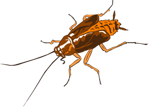 Illustrated Cockroachon Blue Background PNG