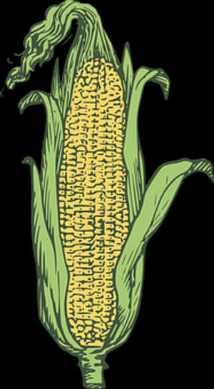 Illustrated Corn Cob PNG image with transparent background