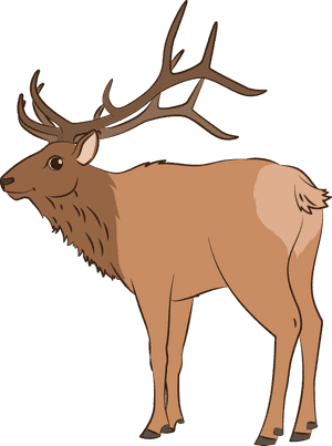 Elk Clipart - Antler, HD Png Download PNG image with transparent background