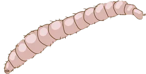 Illustrated Flea Larva Stage PNG Image